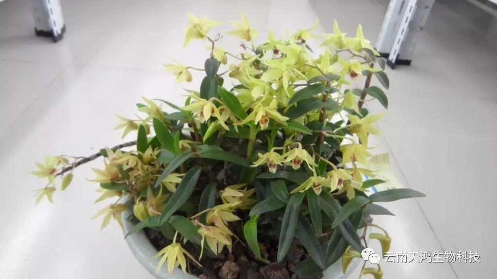 仙草之首 蟲(chóng)草之上---石斛花