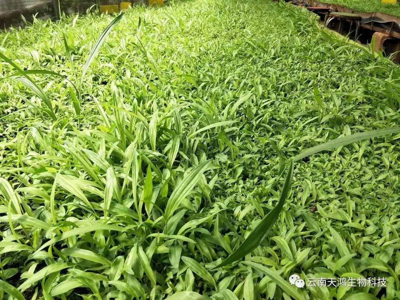 云南天鴻生物白及直播苗、白及瓶苗、白及馴化苗價(jià)格及配圖