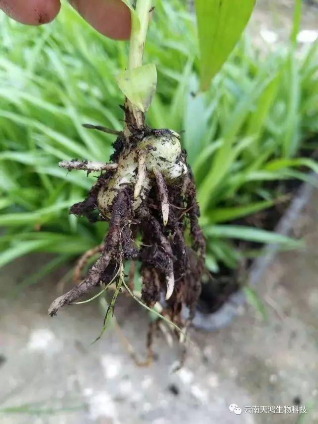 云南天鴻生物白及直播苗、白及瓶苗、白及馴化苗價(jià)格及配圖