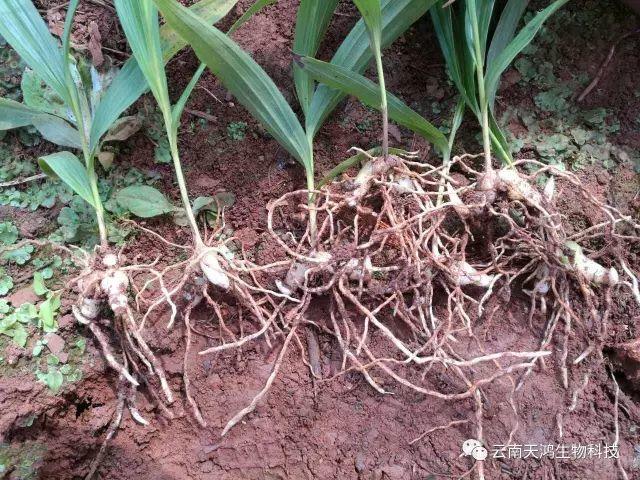 云南天鴻生物白及直播苗、白及瓶苗、白及馴化苗價(jià)格及配圖