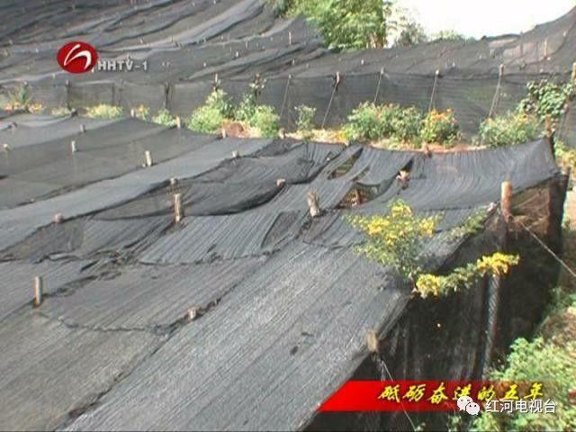 【砥礪奮進(jìn)的五年】彌勒：荒坡地長(zhǎng)出“金疙瘩”