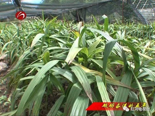 【砥礪奮進(jìn)的五年】彌勒：荒坡地長(zhǎng)出“金疙瘩”