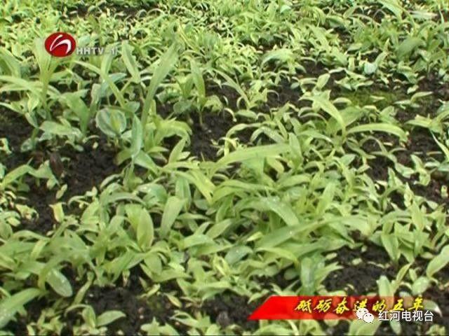 【砥礪奮進(jìn)的五年】彌勒：荒坡地長(zhǎng)出“金疙瘩”