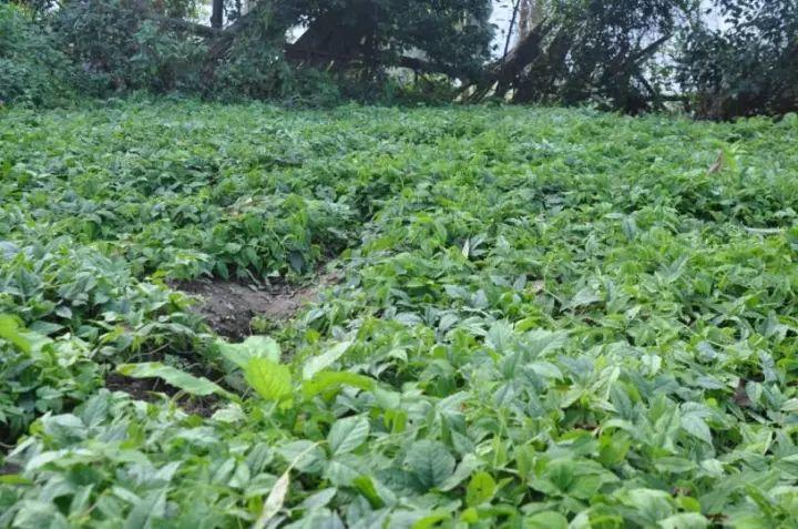 2017年最火中藥種植項目大匯總 2017年最火中藥種植項目大匯總