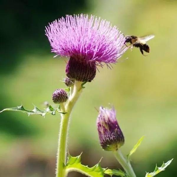2017年最火中藥種植項目大匯總 2017年最火中藥種植項目大匯總