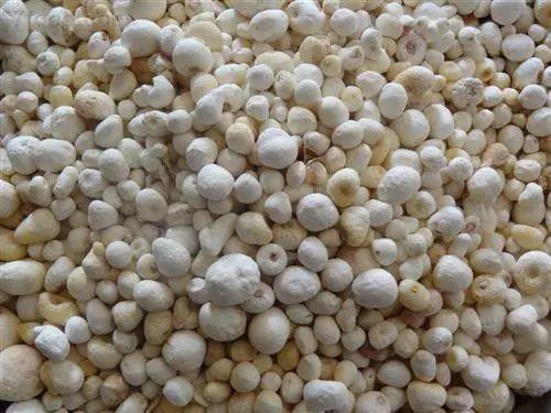 2017年最火中藥種植項目大匯總 2017年最火中藥種植項目大匯總