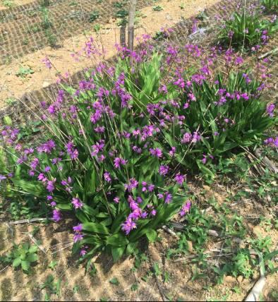 搜索量排名第一的白芨種植前景怎樣？?jī)r(jià)格走勢(shì)如何？