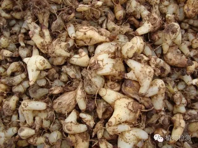 搜索量排名第一的白芨種植前景怎樣？?jī)r(jià)格走勢(shì)如何？