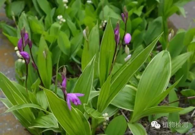 搜索量排名第一的白芨種植前景怎樣？?jī)r(jià)格走勢(shì)如何？