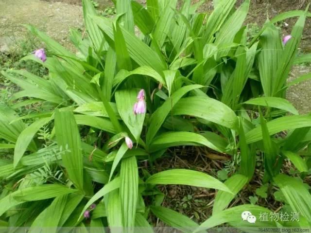 搜索量排名第一的白芨種植前景怎樣？?jī)r(jià)格走勢(shì)如何？