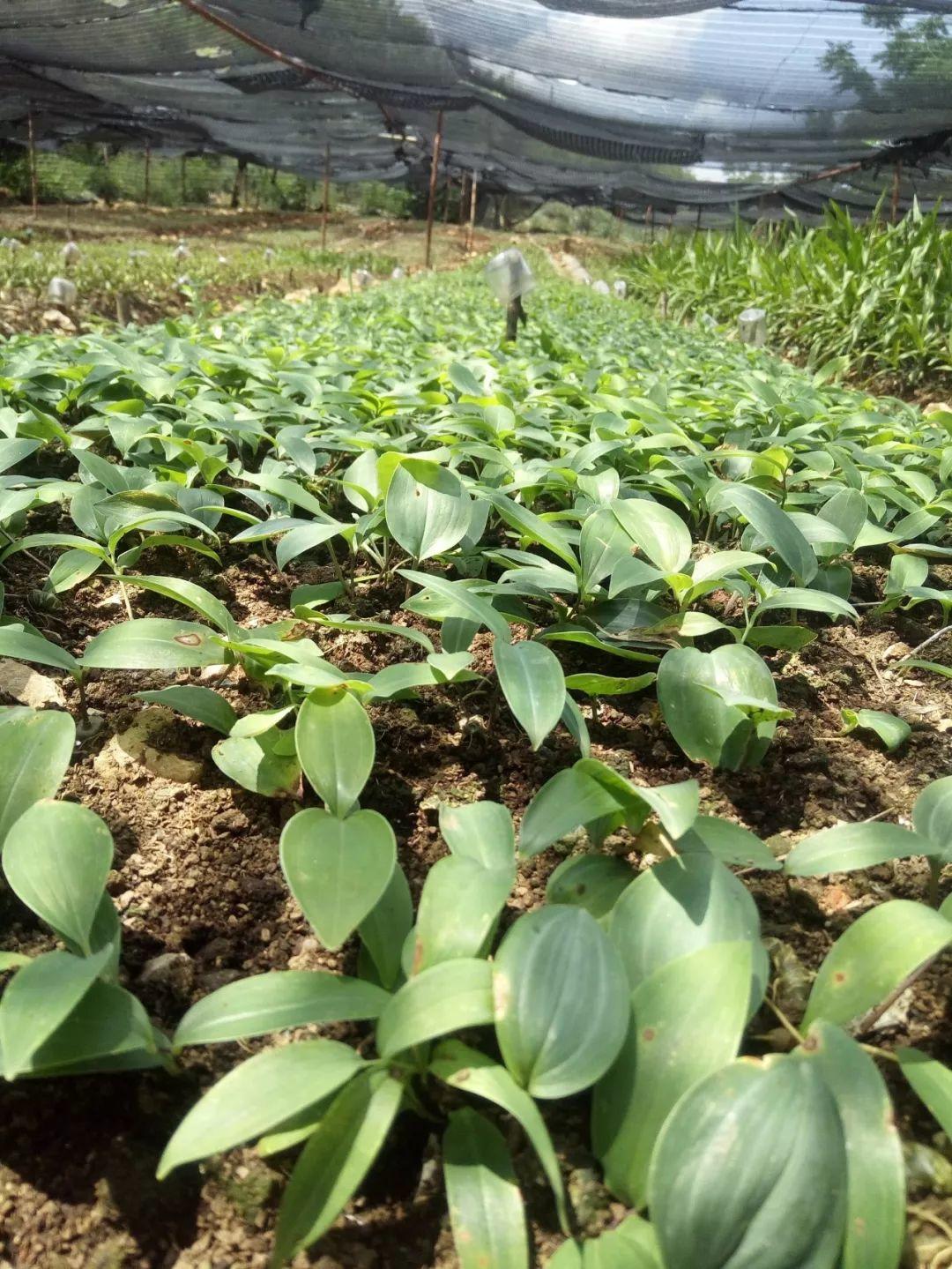 云南天鴻-----科技共享，共贏未來(lái)