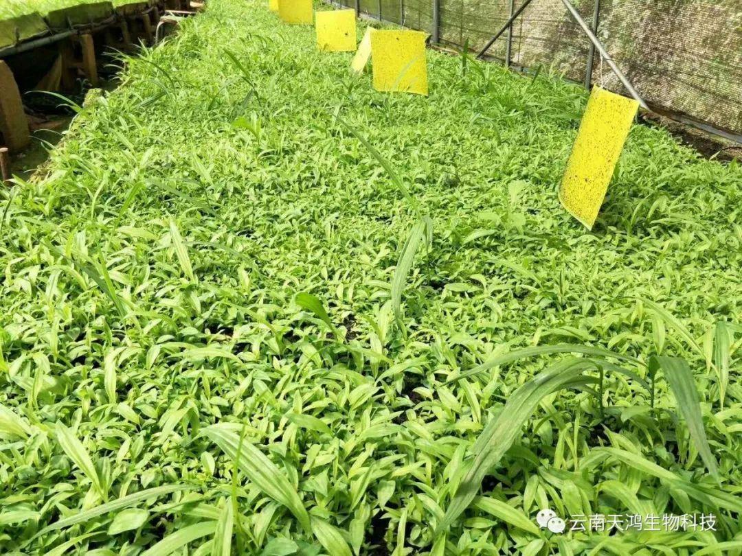 天鴻生物白及特價(jià)好消息，一毛一株