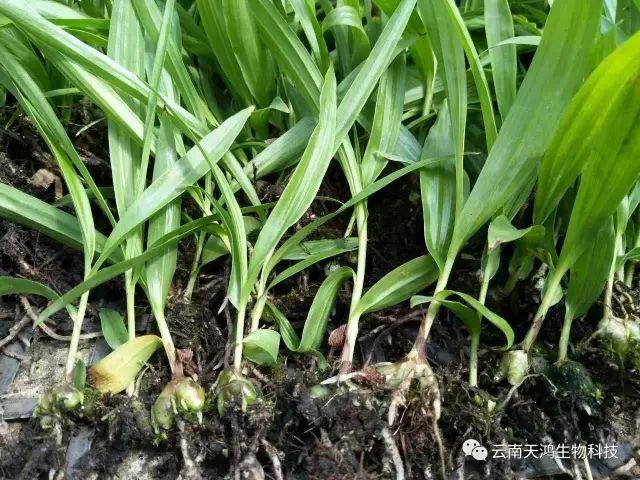 天鴻生物白及特價(jià)好消息，一毛一株