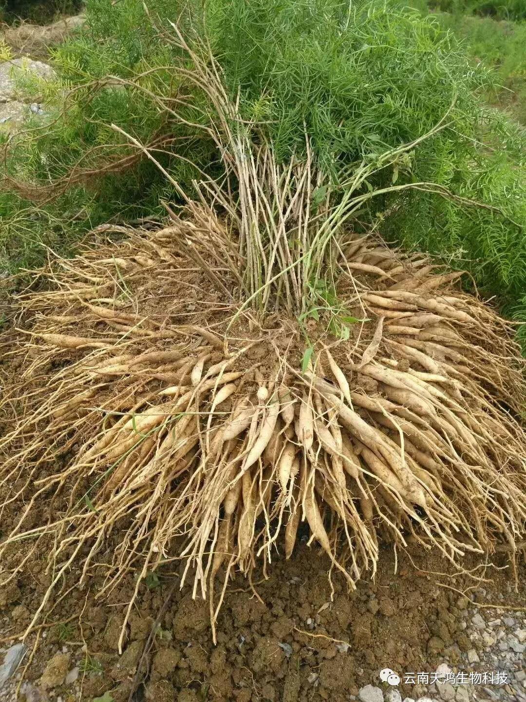 天門冬：簡(jiǎn)單像種草，收獲卻是寶