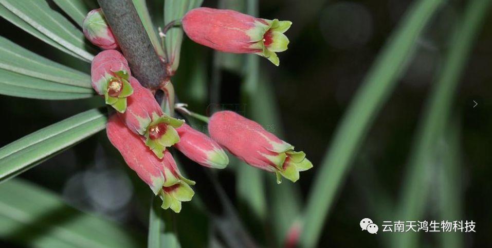 紅花滇黃精，多花黃精種植大全。及苗價(jià)目表及配圖