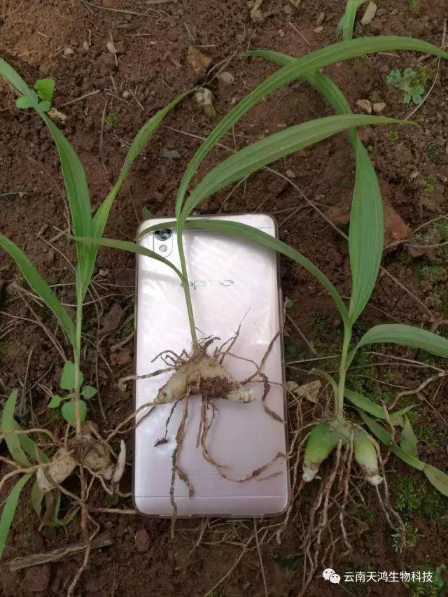 天鴻生物白及特價(jià)好消息，一毛一株