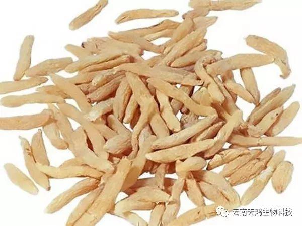 天門冬：簡(jiǎn)單像種草，收獲卻是寶