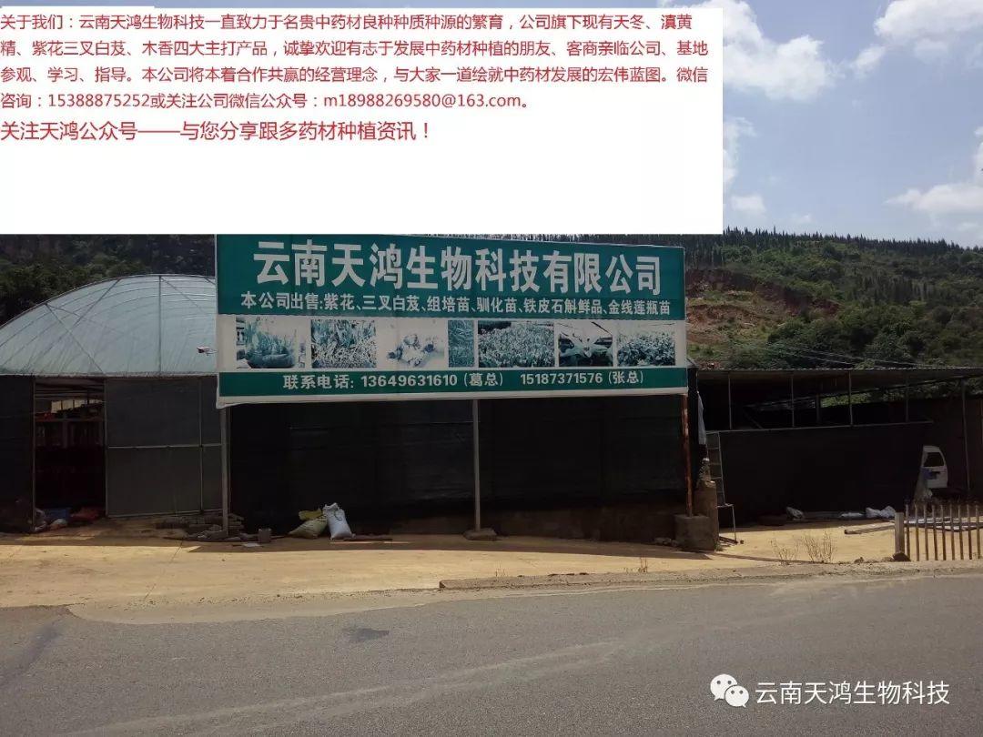 天門冬：簡(jiǎn)單像種草，收獲卻是寶