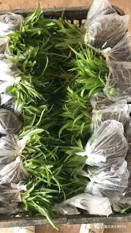 天鴻生物白及特價(jià)好消息，一毛一株