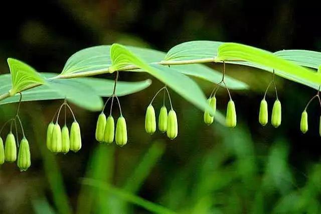 黃精的采收加工及作用