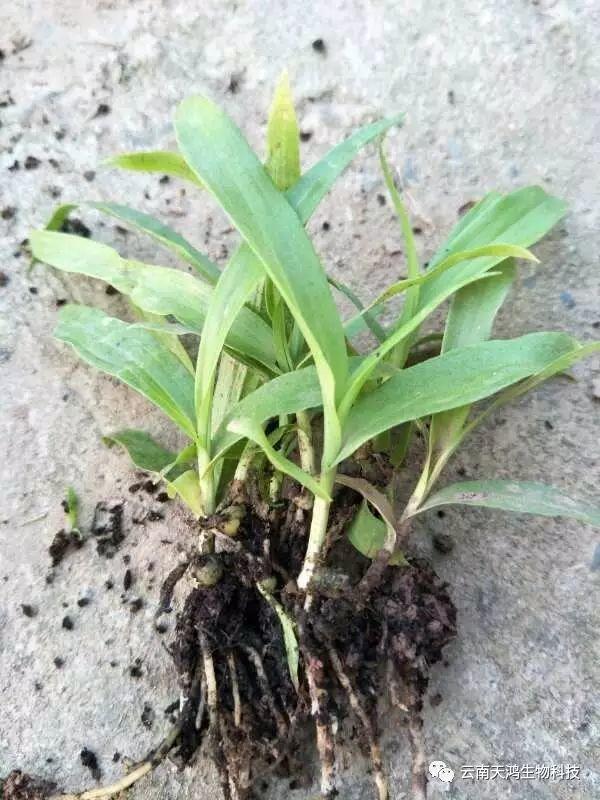 天鴻生物白及特價(jià)好消息，一毛一株