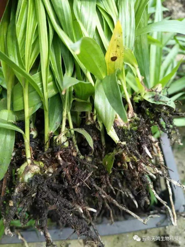 天鴻生物白及特價(jià)好消息，一毛一株