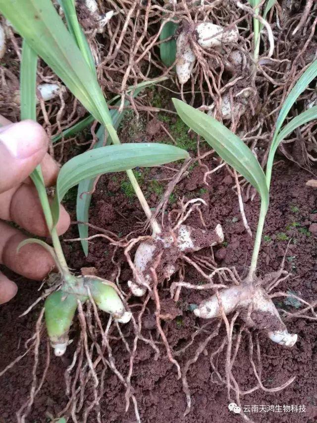 天鴻生物白及特價(jià)好消息，一毛一株