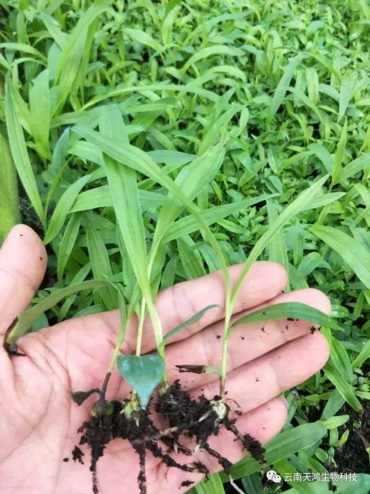 天鴻生物白及特價(jià)好消息，一毛一株