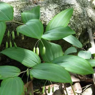 黃精的采收加工及作用