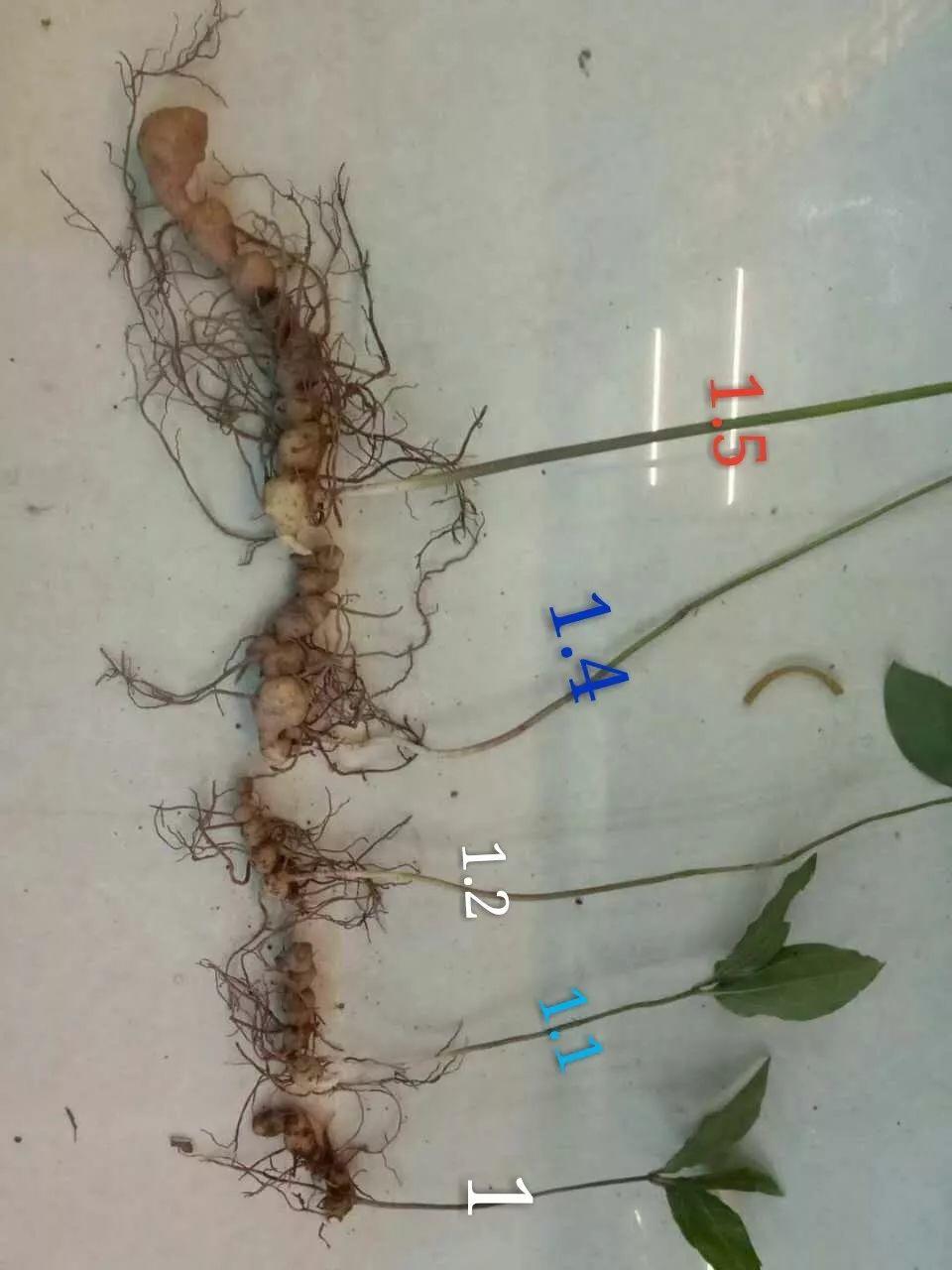 紅花滇黃精，多花黃精種植大全。及苗價(jià)目表及配圖