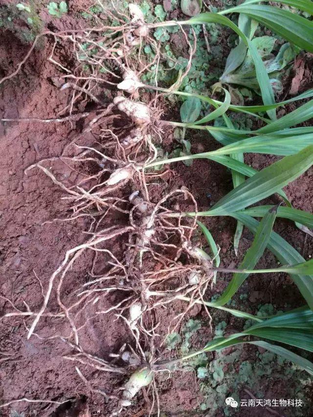 天鴻生物白及特價(jià)好消息，一毛一株