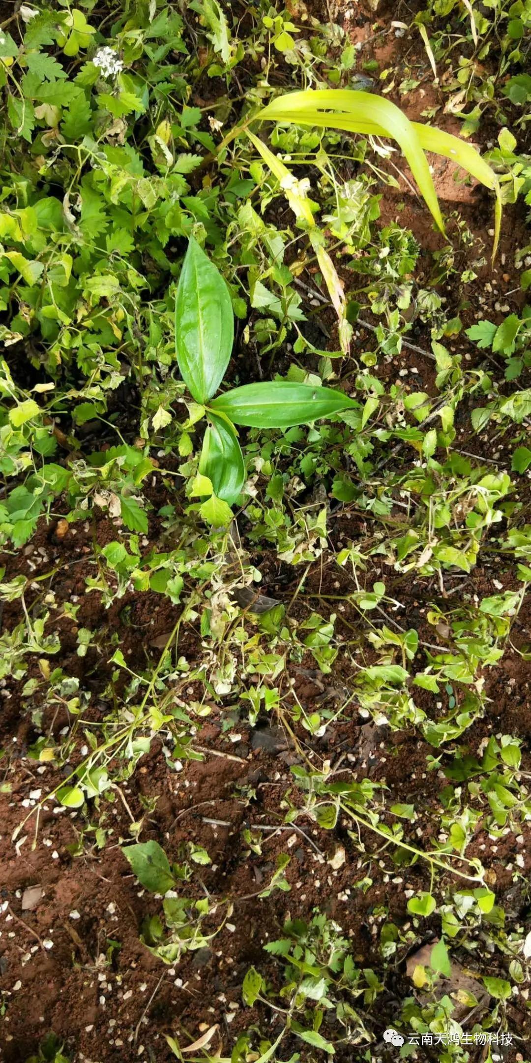 黃精除草劑實(shí)用效果圖