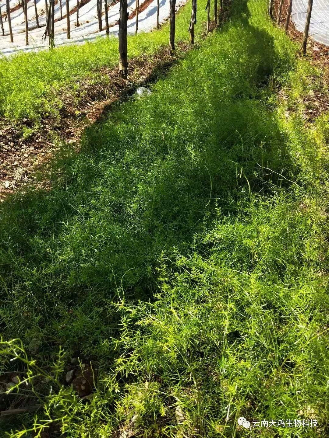 天門冬：簡(jiǎn)單像種草，收獲卻是寶