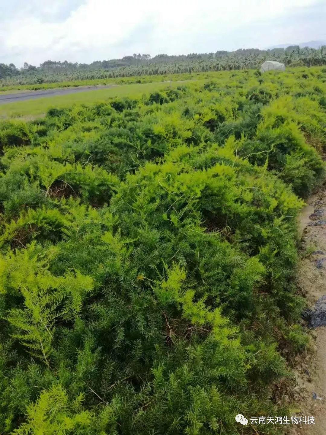 天門冬：簡(jiǎn)單像種草，收獲卻是寶