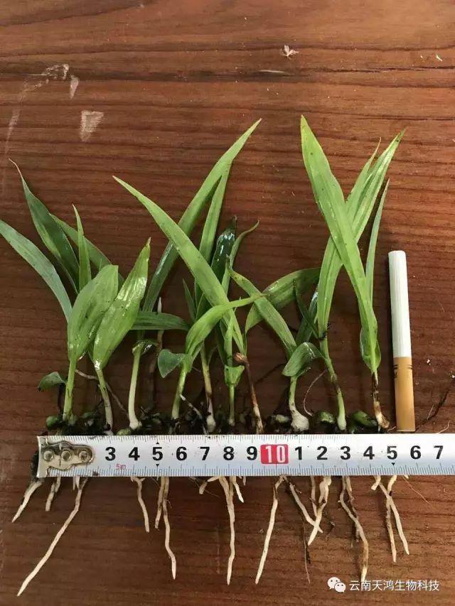 天鴻生物白及特價(jià)好消息，一毛一株