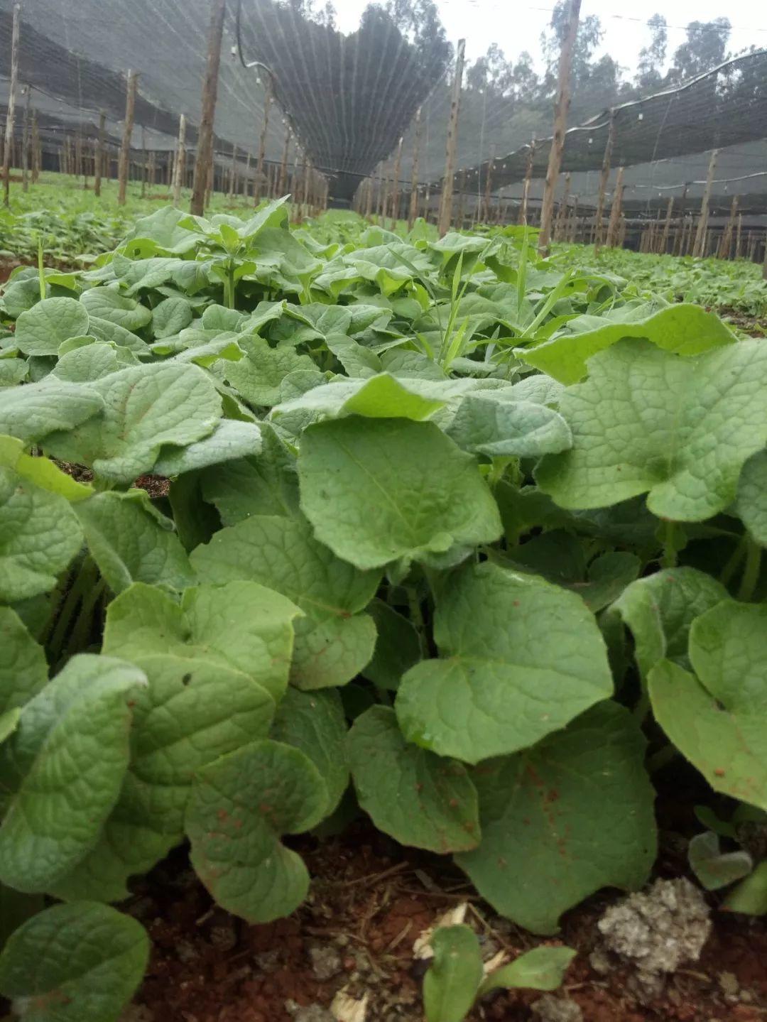 云南天鴻-----科技共享，共贏未來(lái)