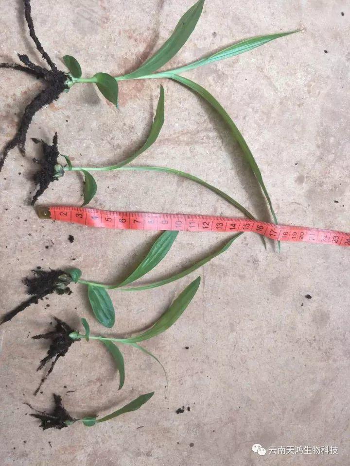 天鴻生物白及特價(jià)好消息，一毛一株