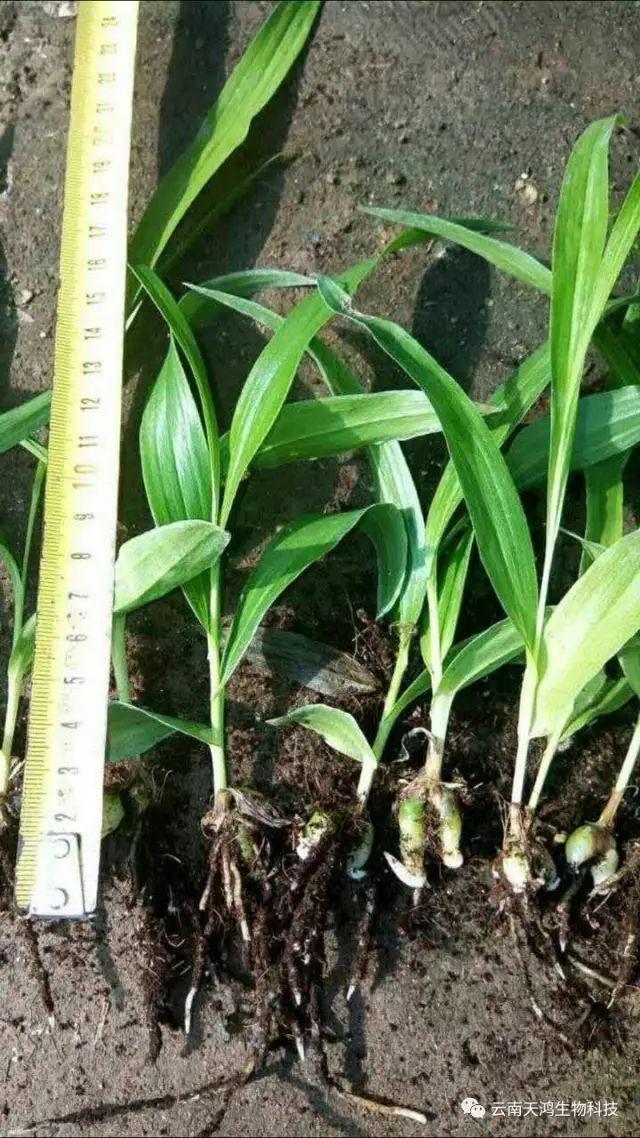 天鴻生物白及特價(jià)好消息，一毛一株