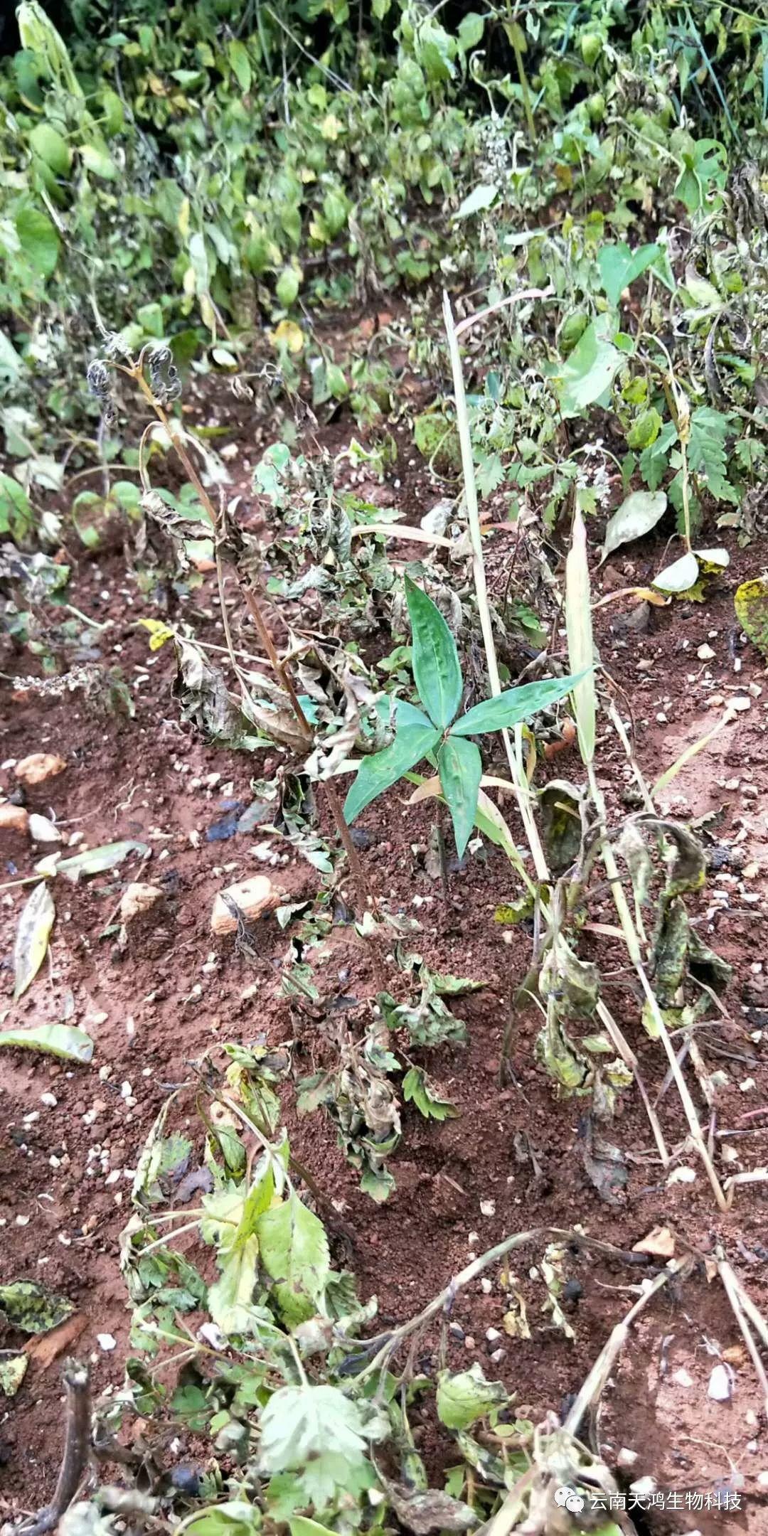 黃精除草劑實(shí)用效果圖