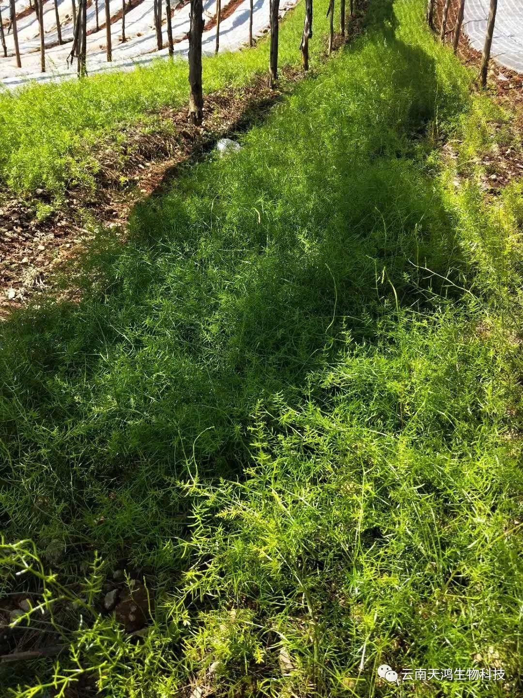 營(yíng)養(yǎng)生長(zhǎng)素用在藥材，蔬菜，水果的用法和用量大全