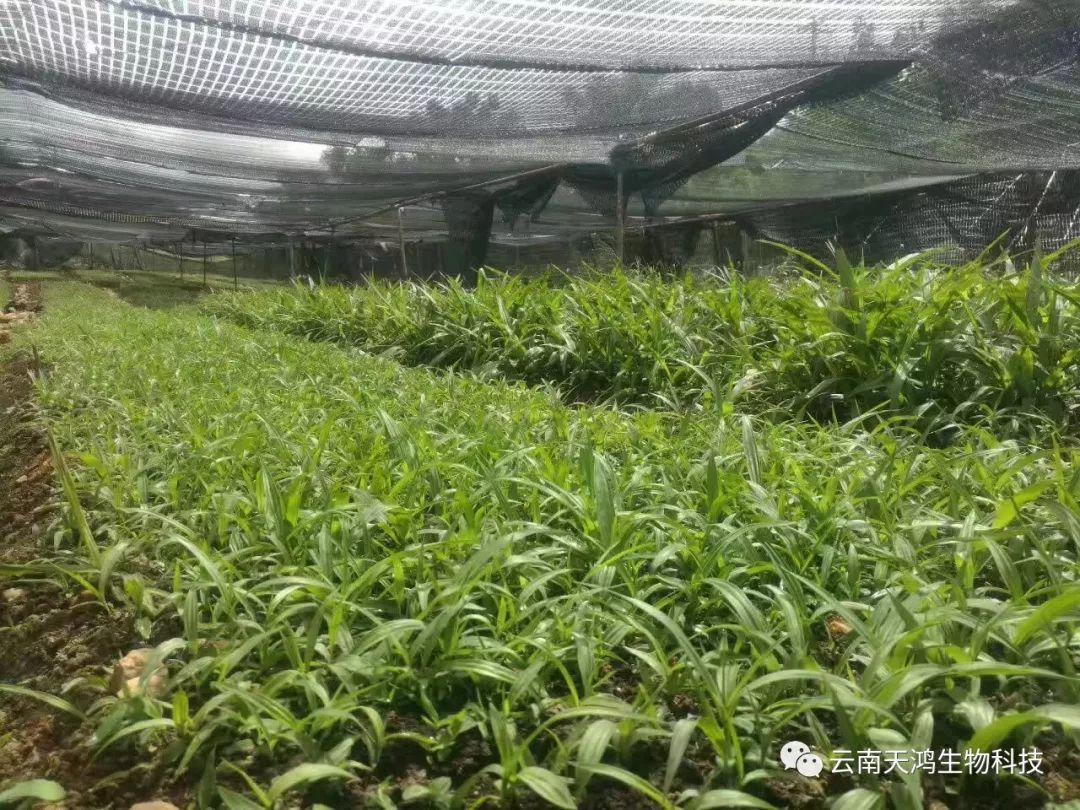 營(yíng)養(yǎng)生長(zhǎng)素用在藥材，蔬菜，水果的用法和用量大全