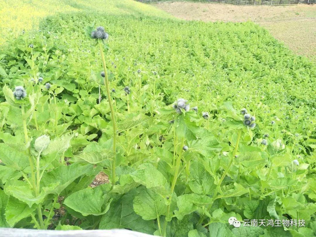 營(yíng)養(yǎng)生長(zhǎng)素用在藥材，蔬菜，水果的用法和用量大全