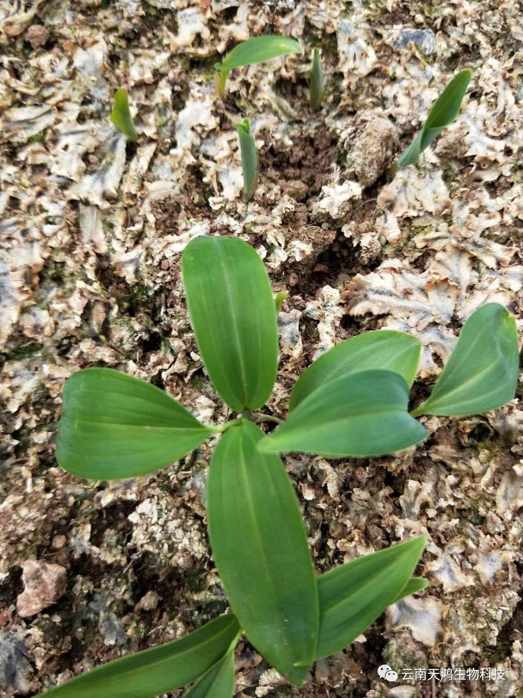 神奇除青苔除草劑實(shí)際效果圖和所有問(wèn)題說(shuō)明