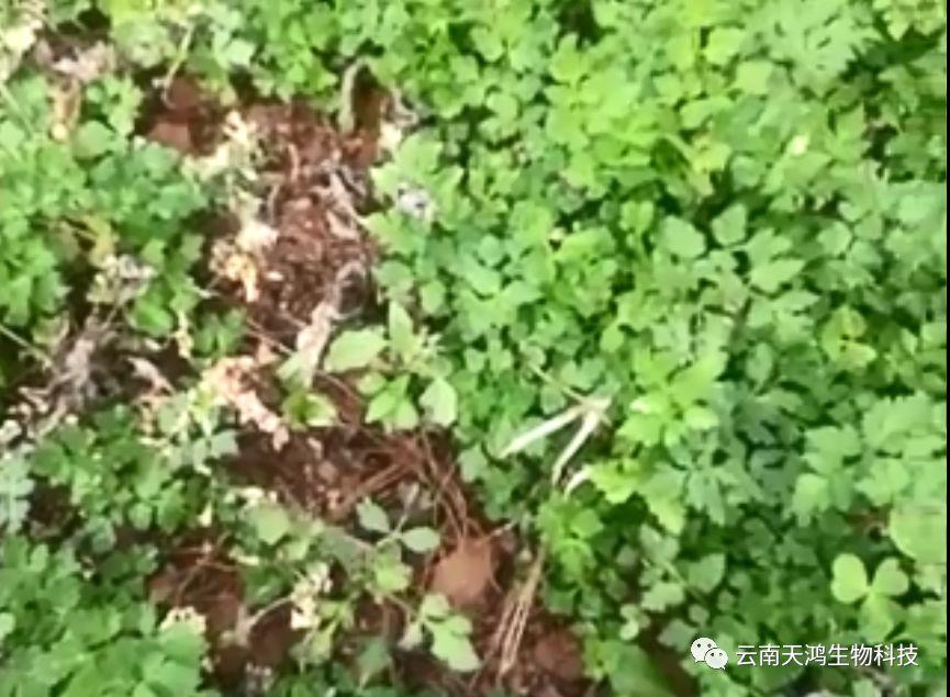 神奇除青苔除草劑實(shí)際效果圖和所有問(wèn)題說(shuō)明