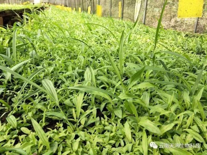 營(yíng)養(yǎng)生長(zhǎng)素用在藥材，蔬菜，水果的用法和用量大全