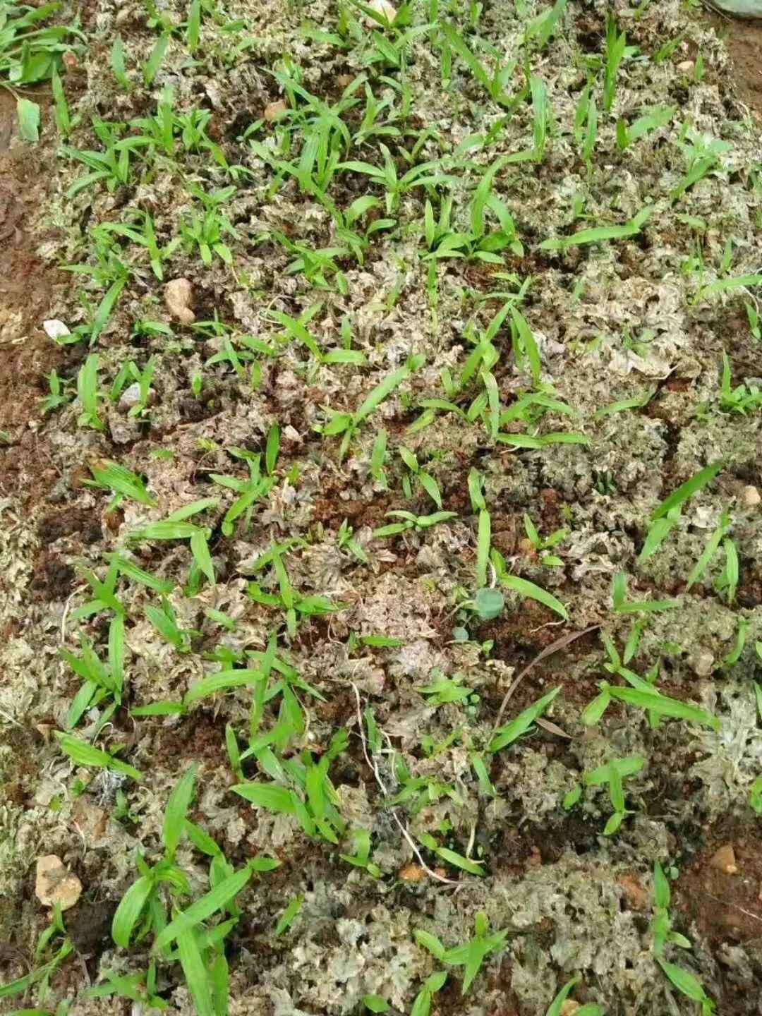 神奇除青苔除草劑實(shí)際效果圖和所有問(wèn)題說(shuō)明