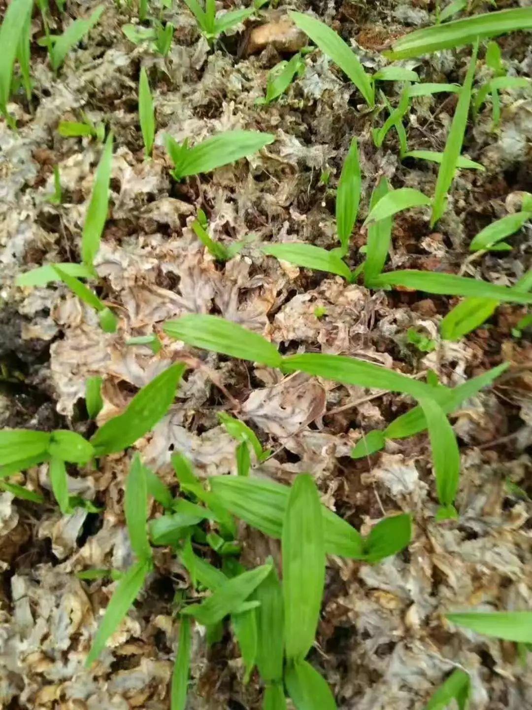 神奇除青苔除草劑實(shí)際效果圖和所有問(wèn)題說(shuō)明