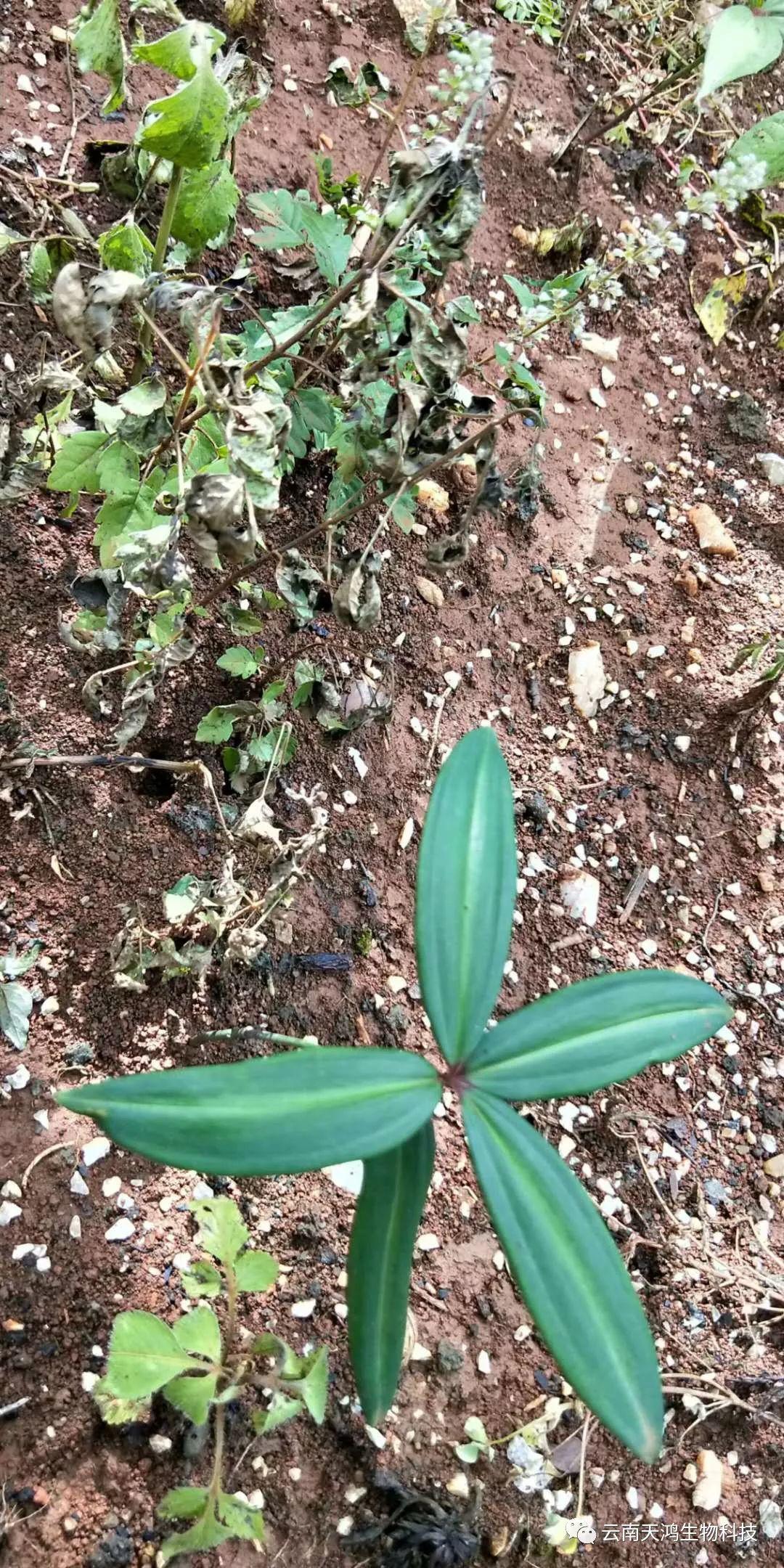 黃精除草劑實(shí)用效果圖