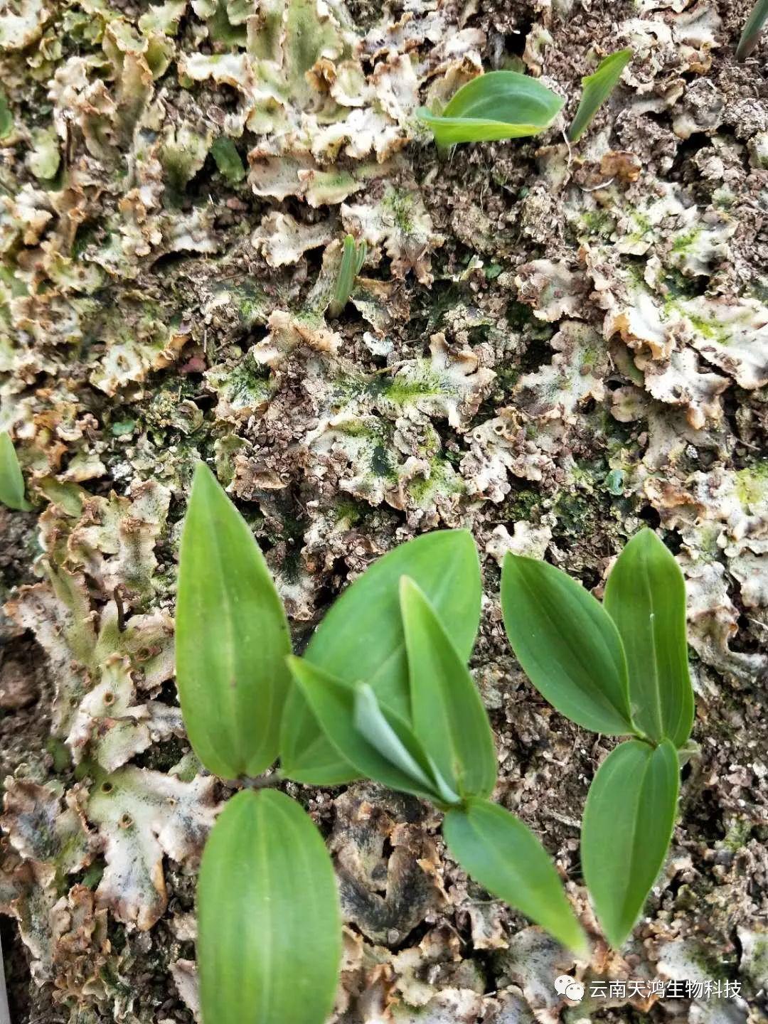神奇除青苔除草劑實(shí)際效果圖和所有問(wèn)題說(shuō)明