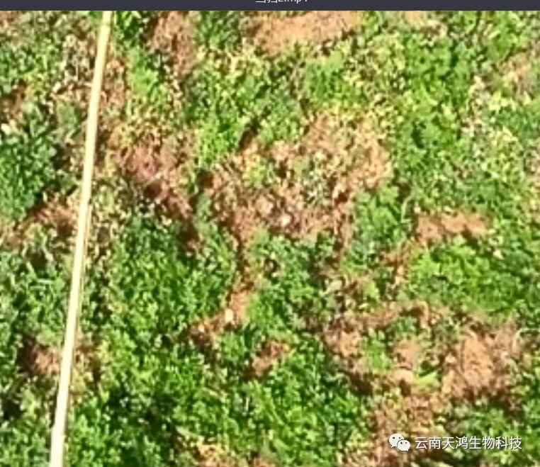 神奇除青苔除草劑實(shí)際效果圖和所有問(wèn)題說(shuō)明